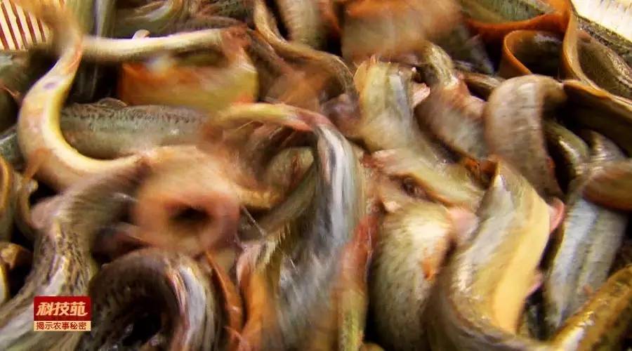 水产养殖对孔雀石绿禁用吗,孔雀石绿水产养殖