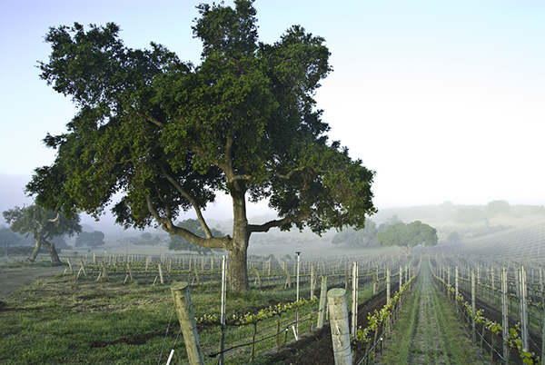 啸鹰酒庄多少钱一瓶,美国啸鹰膜拜酒庄