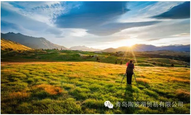 介绍新西兰特色的视频,新西兰植物