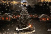 介绍新西兰特色的视频,新西兰植物