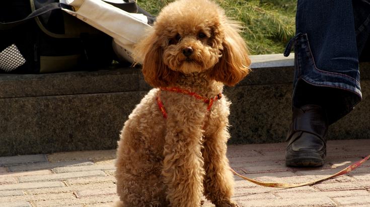 泰迪莫名其妙脱毛,泰迪狗狗脱毛严重怎么办