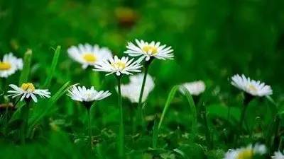 我心素已闲,我心素已闲原文