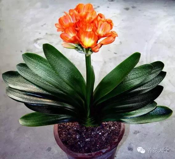 别人扔掉的针管，我拿来养花，特别好用