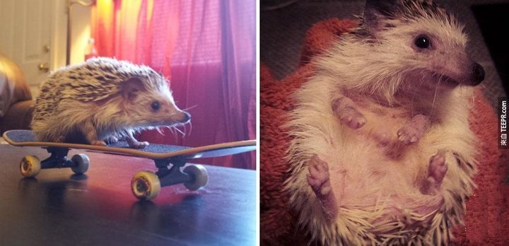 刚出生的小刺猬太可爱了,小刺猬没有牙齿