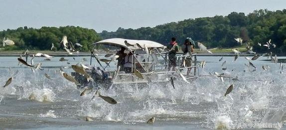 鲤鱼在美国泛滥纪录片,鲤鱼在美国泛滥成灾英语