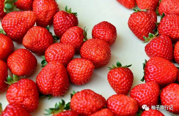 樱花旅行记全集视频,日本樱花7日游攻略大全