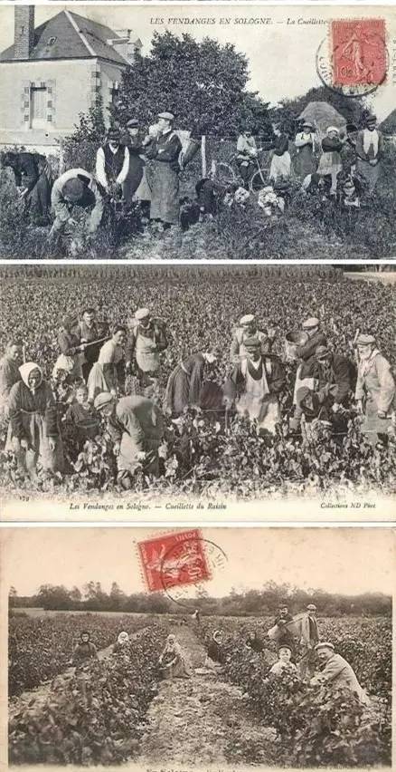 普洱茶要泡几次,普洱茶需要泡多少水