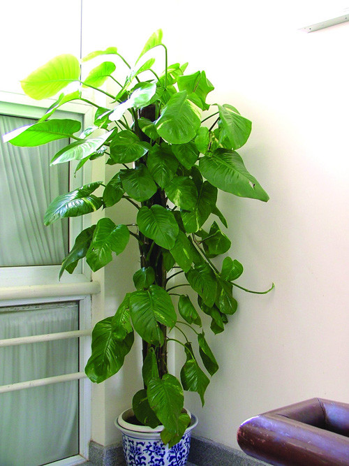 绿萝柱自己动手做就可以！不用再花那冤枉钱了~