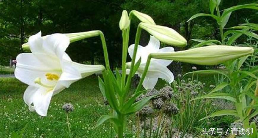 适合地栽的百合品种有哪些,百合什么品种最好养