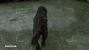 作为摄影师的“鸡”，你必须扛得起相机、拍得了防抖视频！