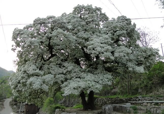 2020国庆淄博旅游景点推荐,淄博临淄一日游必去的四大景点
