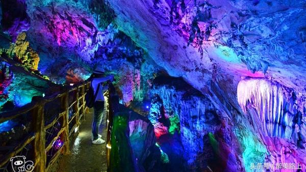 连州菜心拍卖最高价,至尊连州菜心什么价