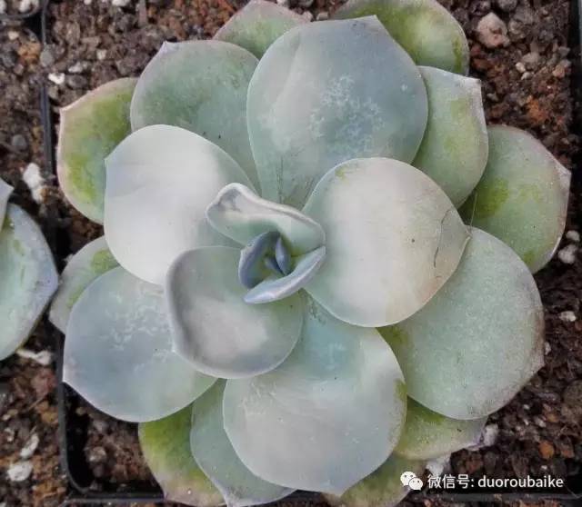 怎么把肉肉炼成冻不死的小强?