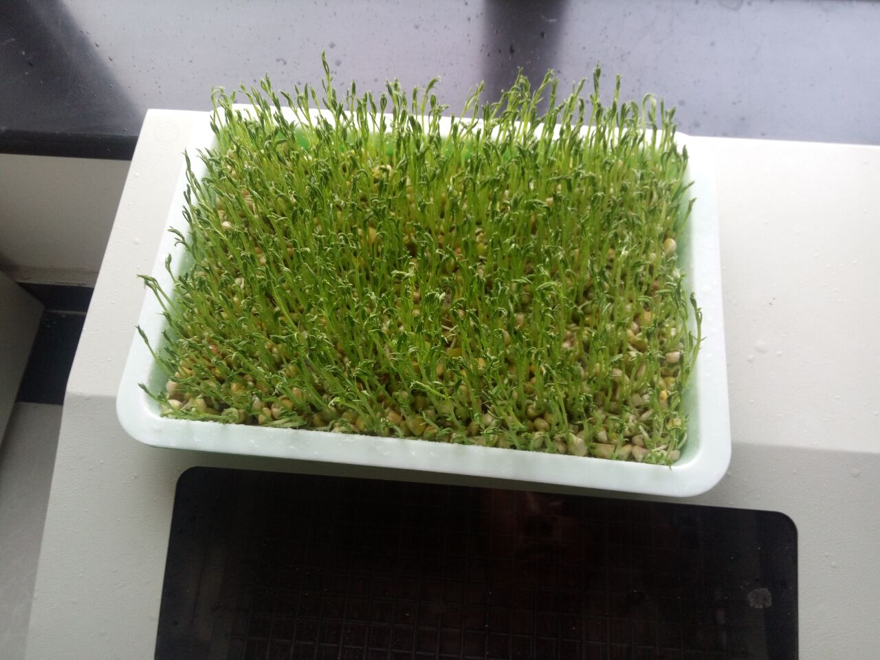 芽苗菜种植是坑吗,在地里种植芽苗菜