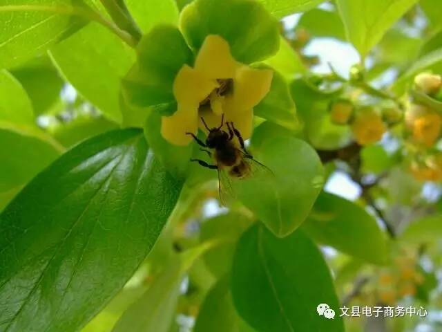 文县贾昌一个“胖子”变”瘦子“的过程