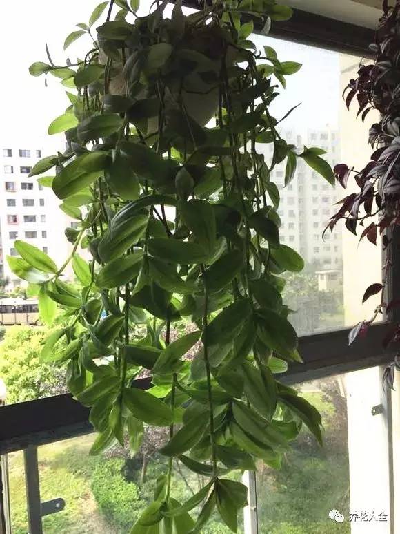 吊兰的种类有哪些哪种适合室内养 (10种公认最好养的花吊兰)