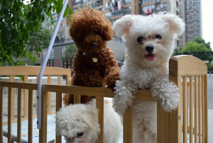 养狗之前请想好,养狗一定要知道的事