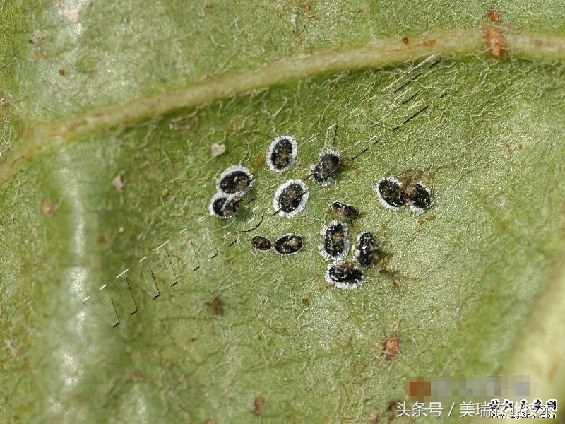 柑橘病虫害管理及营养管理ppt,柑橘花露白时应防治好哪些病虫害