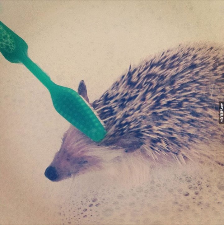 刚出生的小刺猬太可爱了,小刺猬没有牙齿