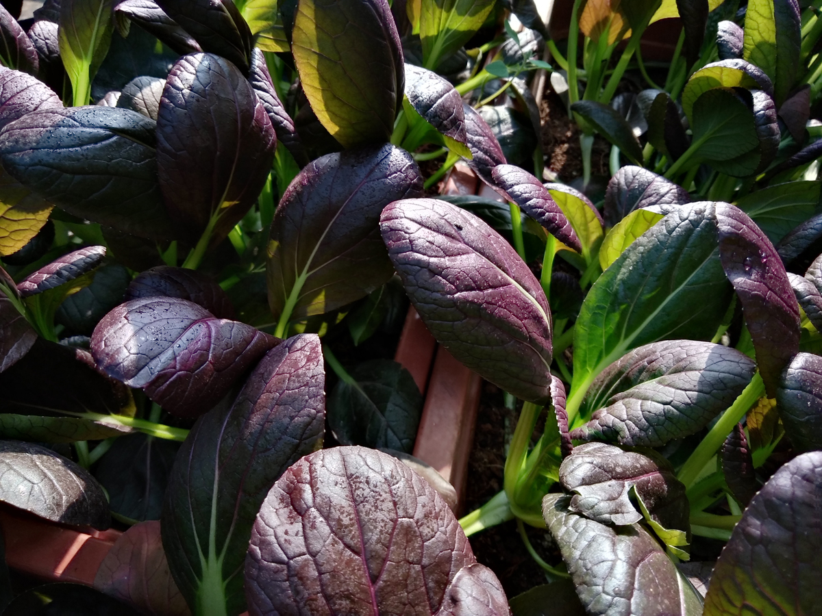 一秒提升华为流畅度,手机测评华为畅享6s