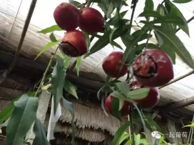 当扶贫遇上互联网,当统战工作遇上互联网