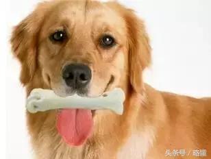 铲屎官有哪些烦恼,铲屎官的烦恼金毛