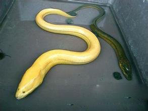 农村有什么稀奇古怪的东西,农村常见东西都有哪些