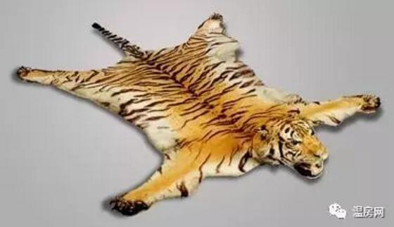 6只蜥蜴宝宝在加国海关哭了！啥情况？