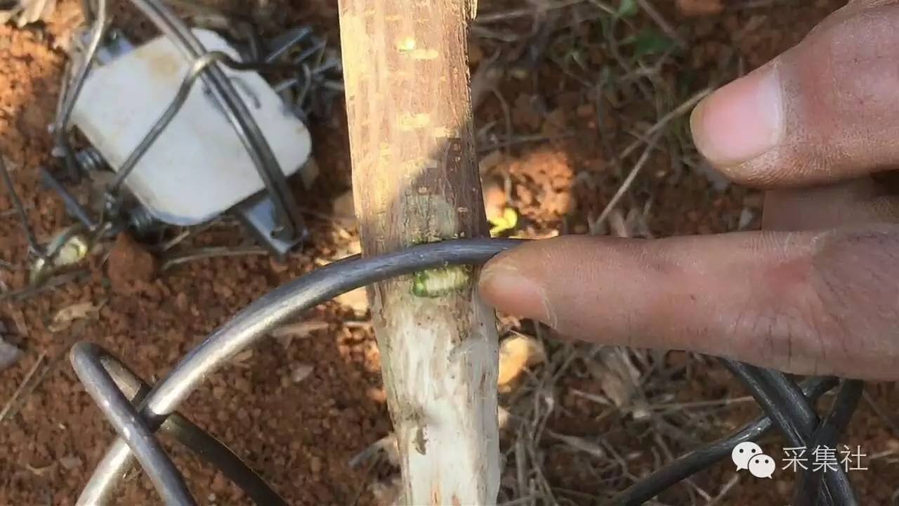 如何在野外布置老虎夹，想要捕到腊物，里面的学问多着呢