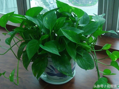 11月室内植物的养护,花花草草冬天在家里怎么过