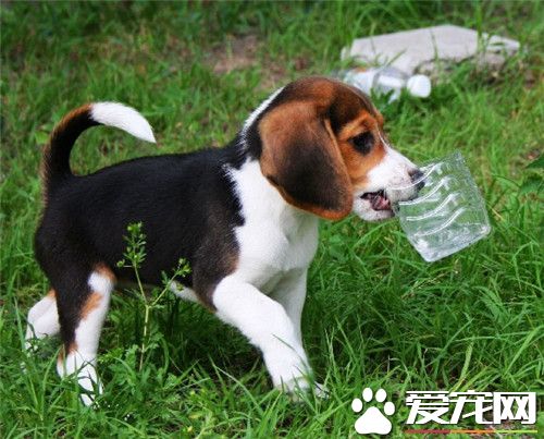 比格犬是大型犬吗比格犬成年多大,比格犬打猎怎么样