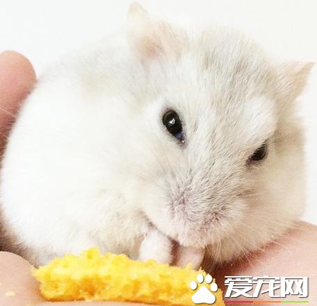 仓鼠可以沙浴么,奶茶仓鼠为什么不玩跑轮