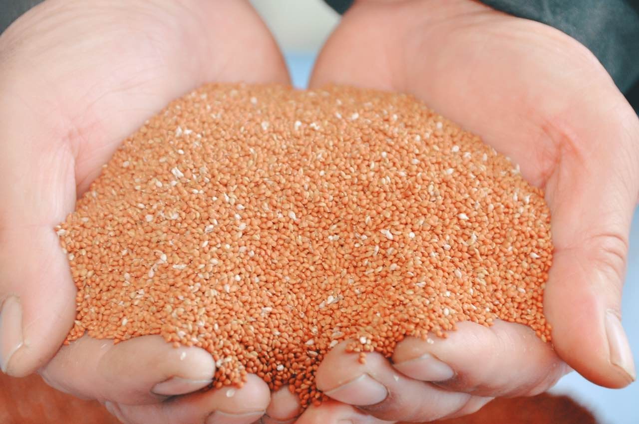 七旬老人匠心酿酒30年，发现了红小米中蕴藏的秘密……