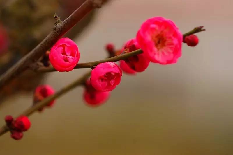 一枝梅经典诗词大全,诗词赏析一缕幽梦几丝愁