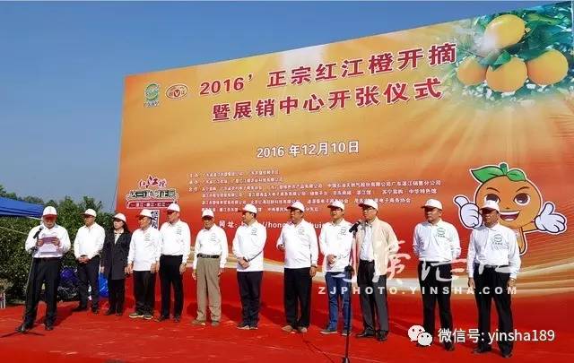 红江橙鲜果价格,红江橙2020价格