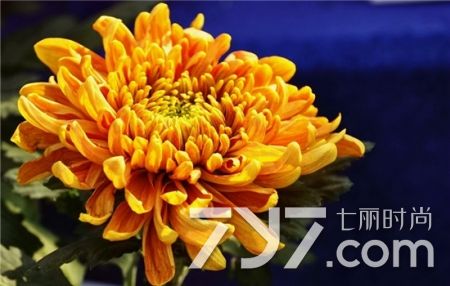 痔疮坐浴时需要把痔疮拉出来吗,痔疮怎么治疗用哪种痔疮药好