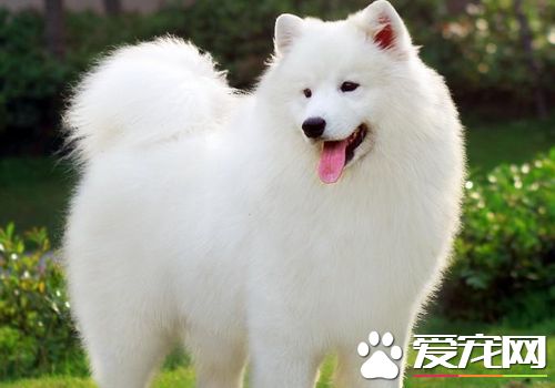 萨摩耶犬幼犬饲养方法,萨摩耶犬如何喂养和教导