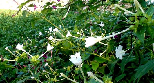 装修后家里放什么植物最好,刚装修完室内放什么植物好