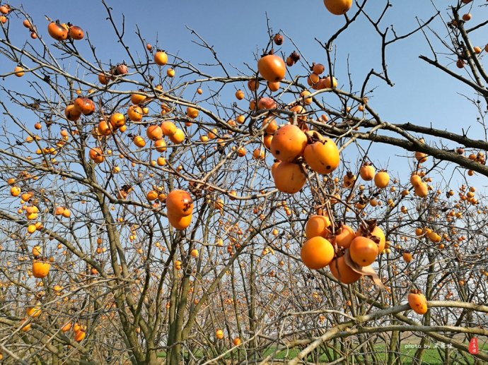 青岛哪里可以泡冰水浴,青岛什么地方可以泡温泉泡澡
