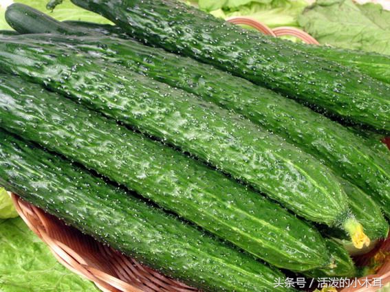 神奇的黄瓜实验,神奇的黄瓜