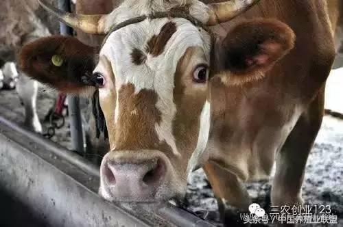 适合富人的18个创业项目养殖生意,养殖行业最赚钱的项目是哪个