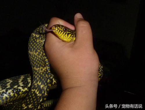 宠物蛇拒食一个星期,宠物蛇不捕食