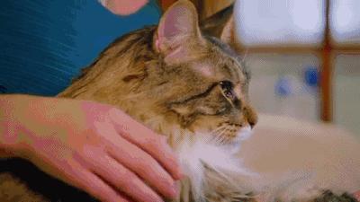 世界上最大的十种猫排名,打破吉尼斯纪录的猫