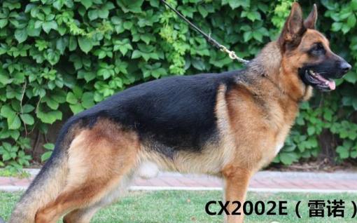 什么是德牧头版,什么是德牧的背线