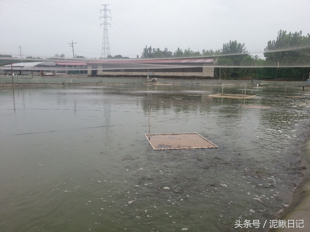 养泥鳅的基本知识有哪些内容,养泥鳅十大忠告