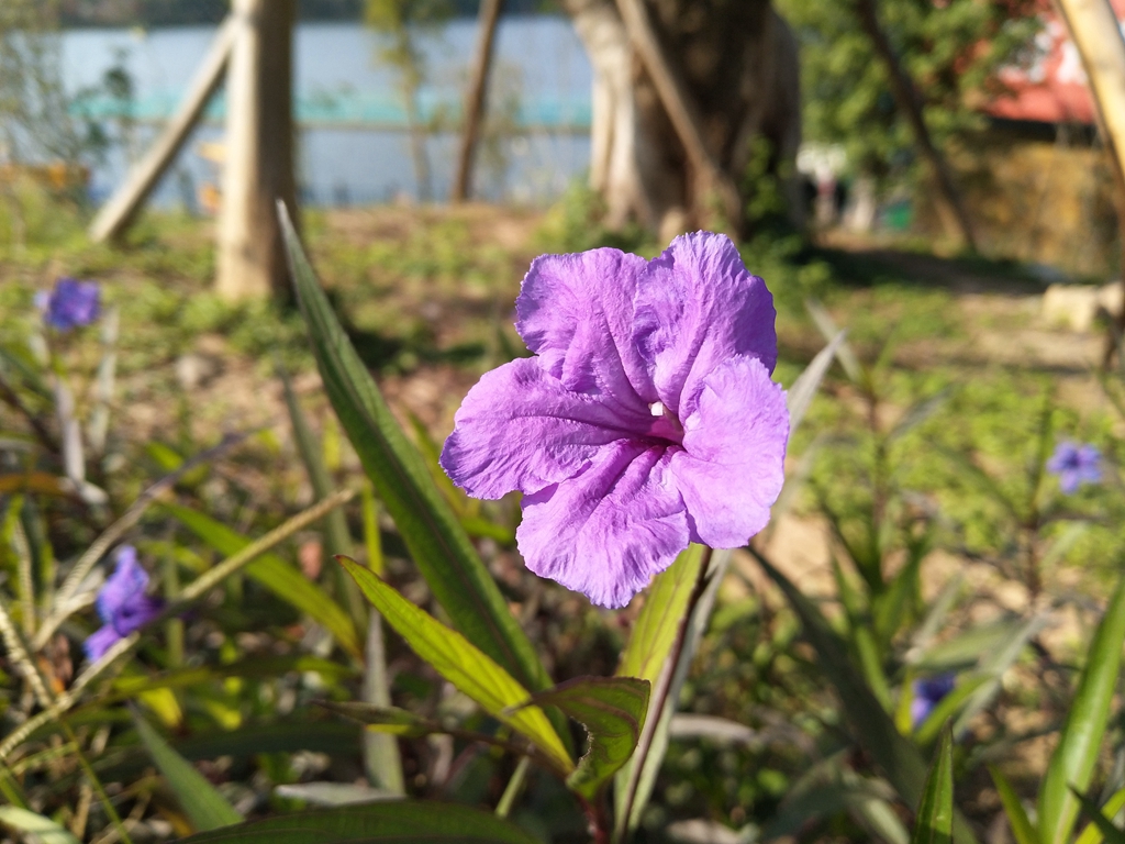 vivox9拍照效果怎样,vivox9拍照样张