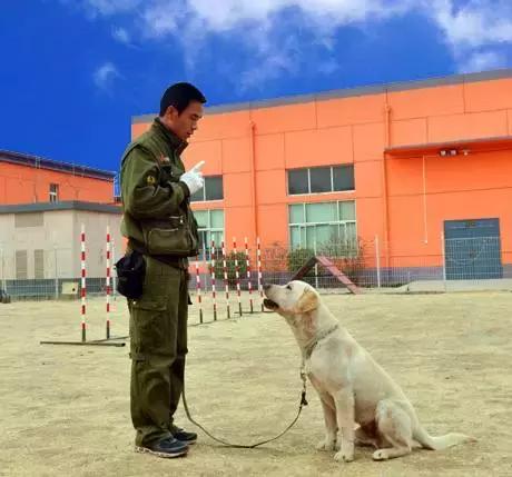 狗狗爱捡东西怎么回事,狗狗爱乱叼东西怎么办啊