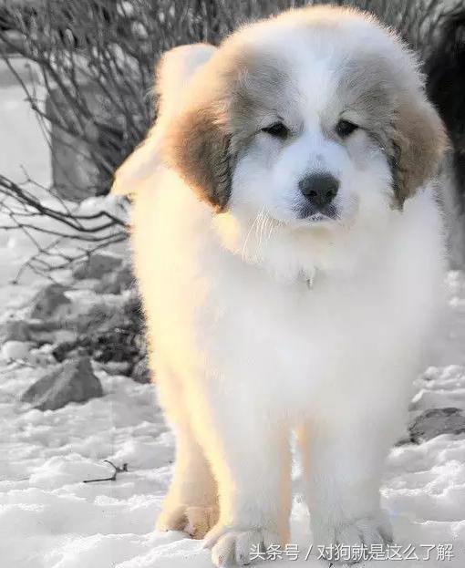 最凶悍的大白熊犬,常见的大白熊犬