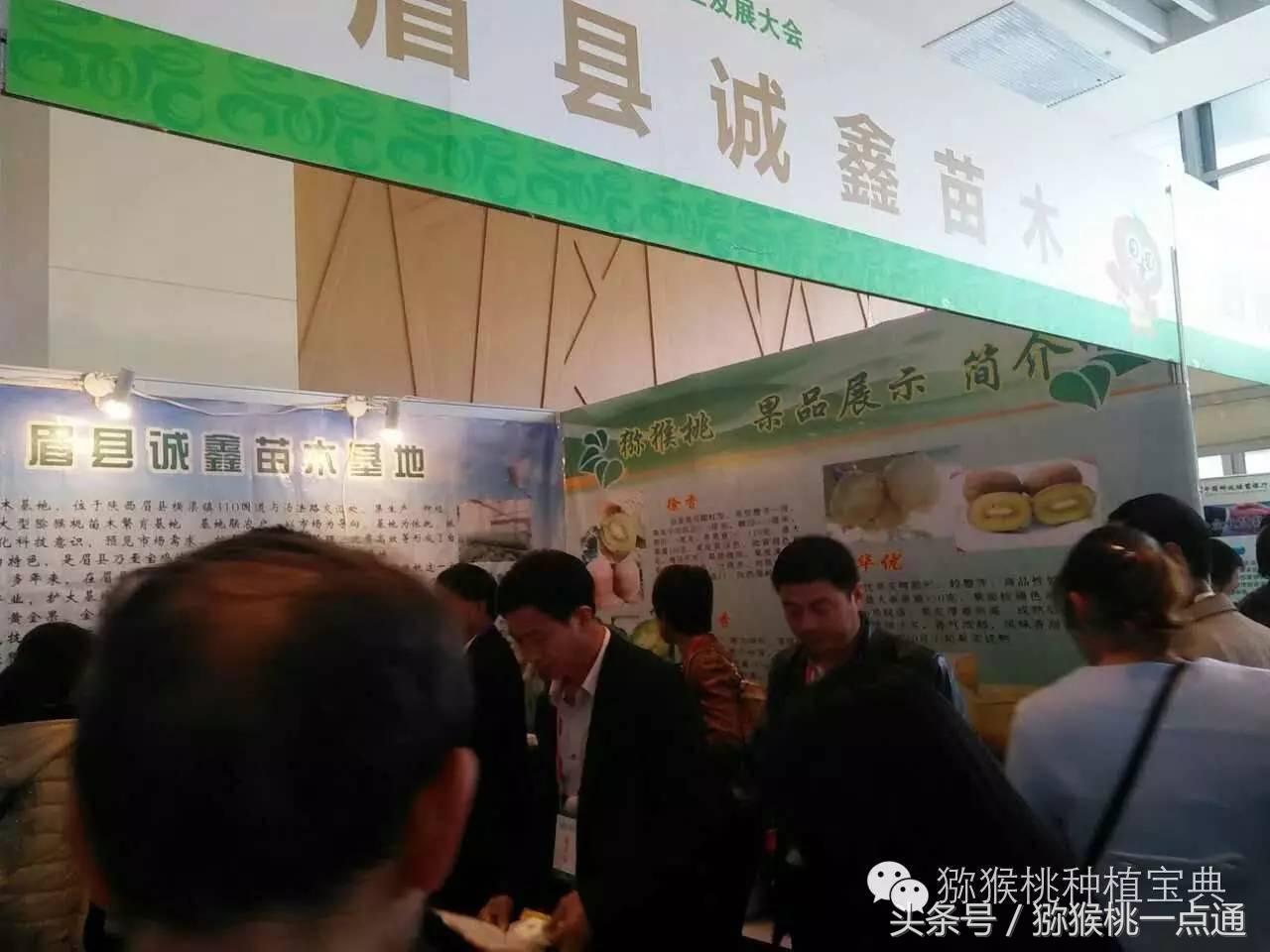 人工种植猕猴桃苗木价格,种植什么品种猕猴桃最有销路