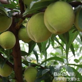 农村种什么果树赚钱快又好养,三农种植致富技术果树